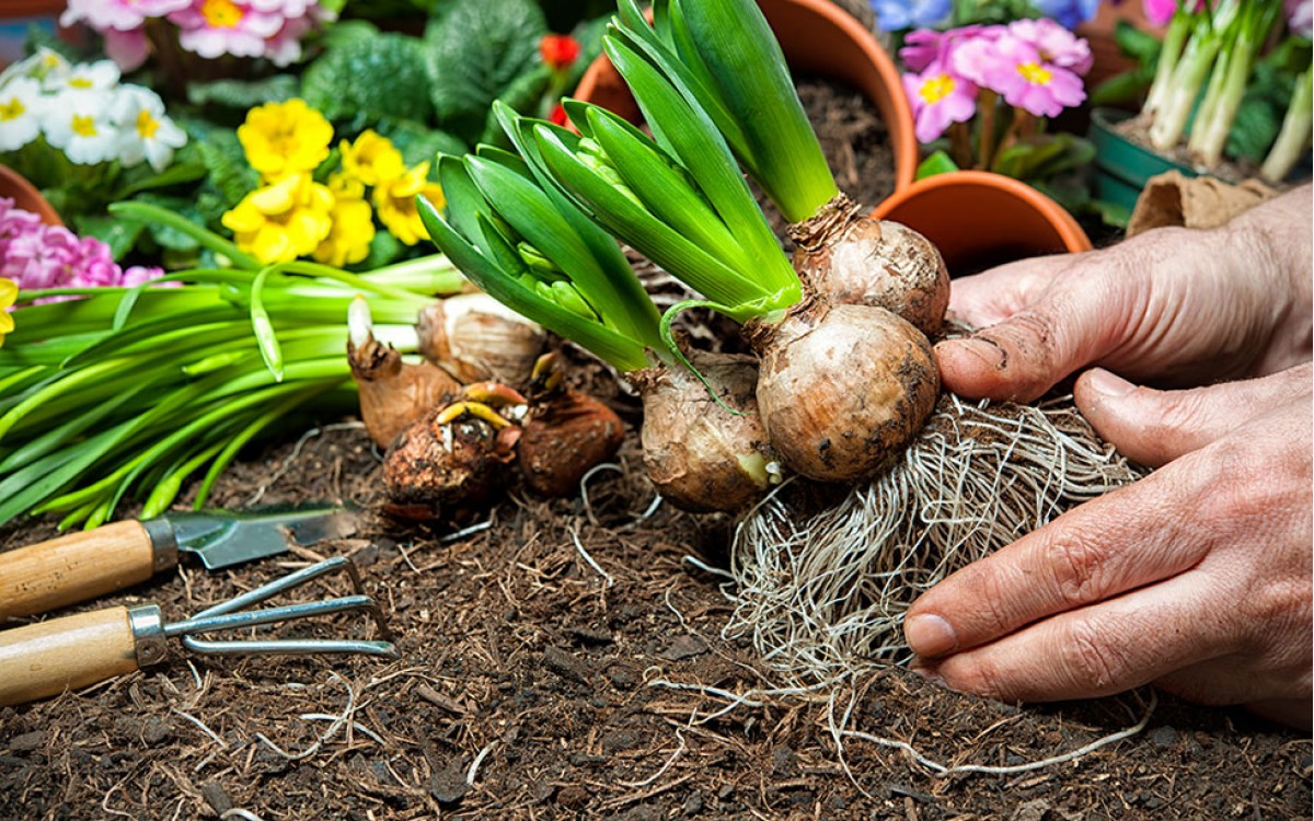 La historia y cuidados de las plantas bulbosas