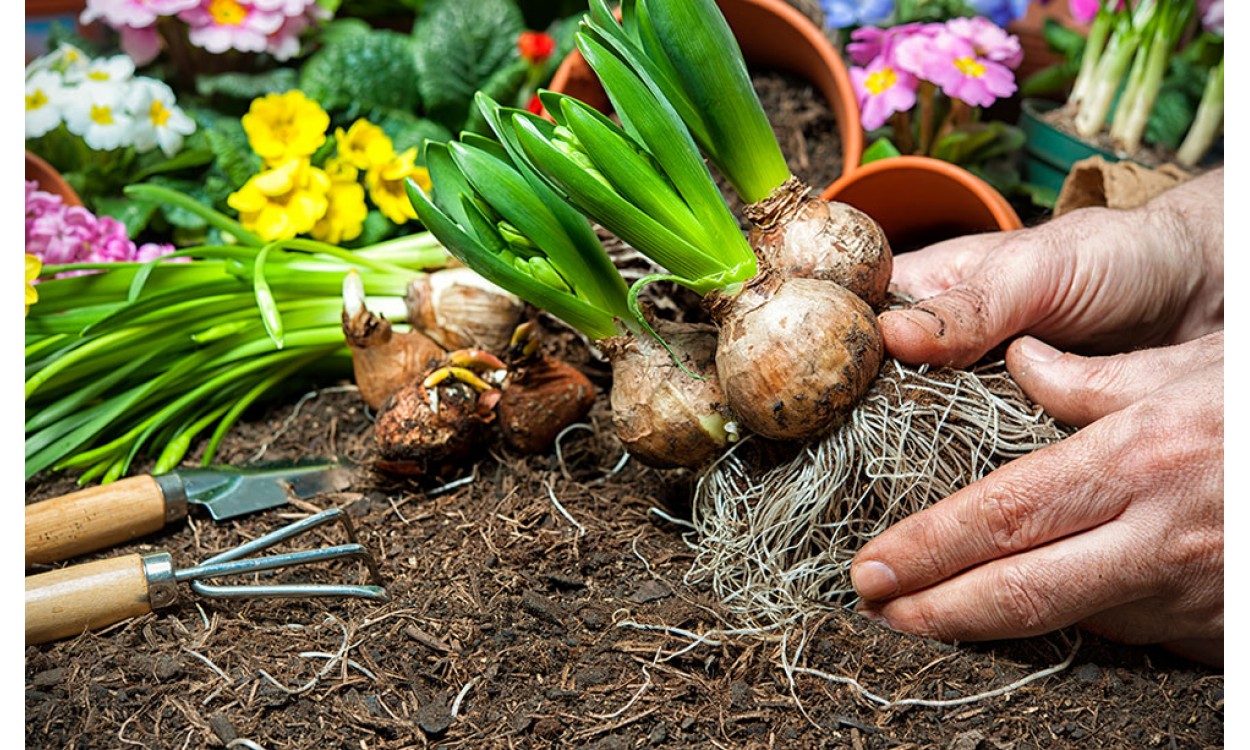 Extraer Por Falsedad La historia y cuidados de las plantas bulbosas