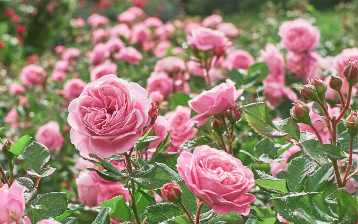 Las Rosas son las Reinas de las Flores