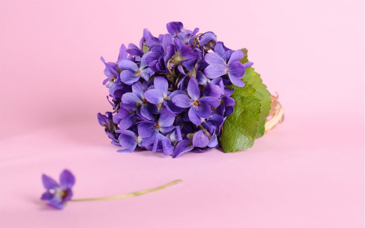 Las Violetas son una cura espiritual para el alma