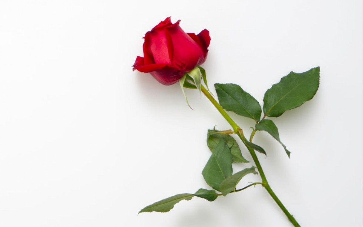 Las rosas rojas como expresión de amor