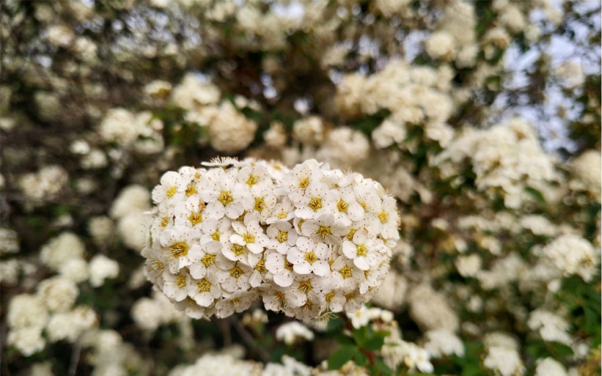 Los mejores setos para tu hogar con Viburnum lucidum