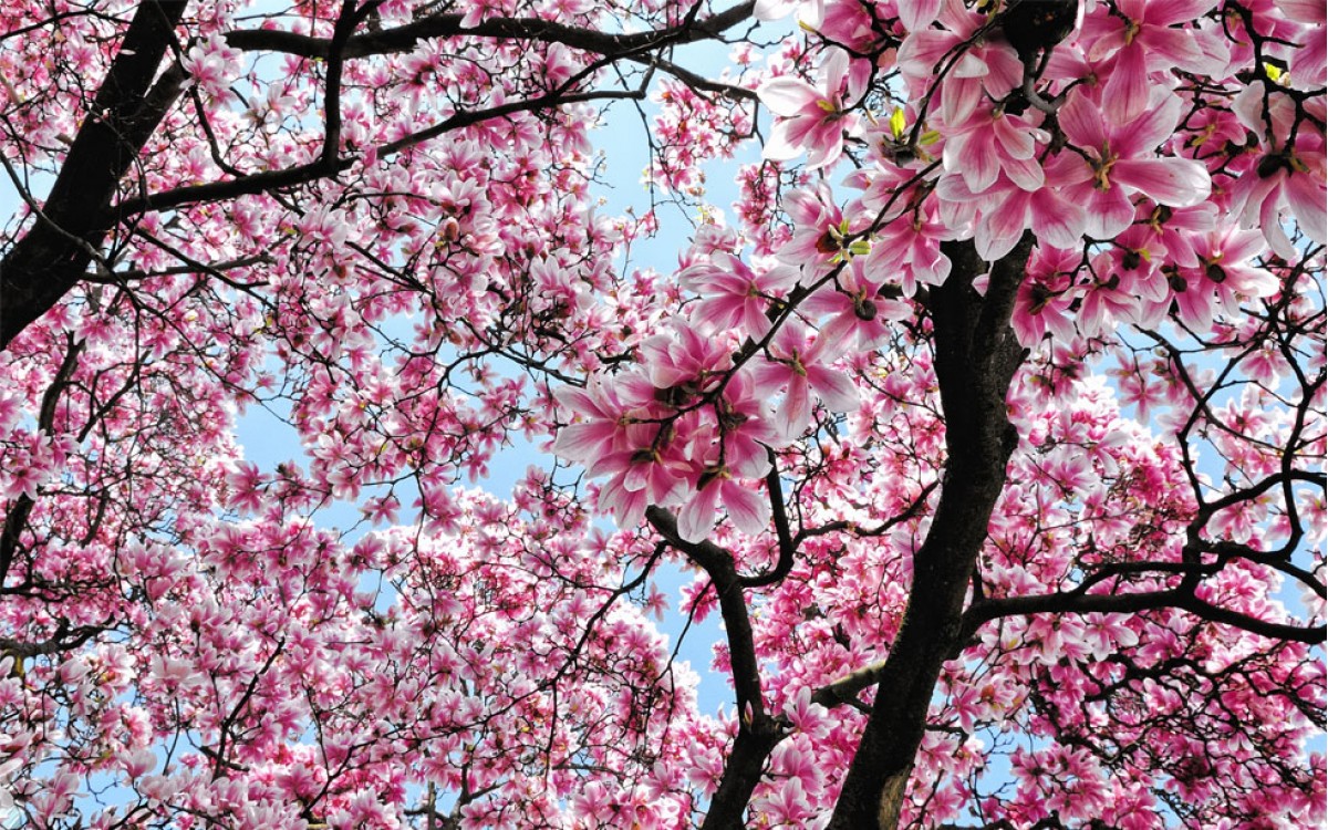 Magnolia precioso árbol ornamental con múltiples beneficios.