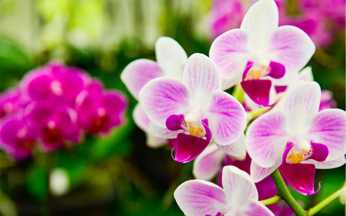 Orquídea Phalaenopsis, son relacionadas con la pureza, espiritualidad, perfección, abundancia