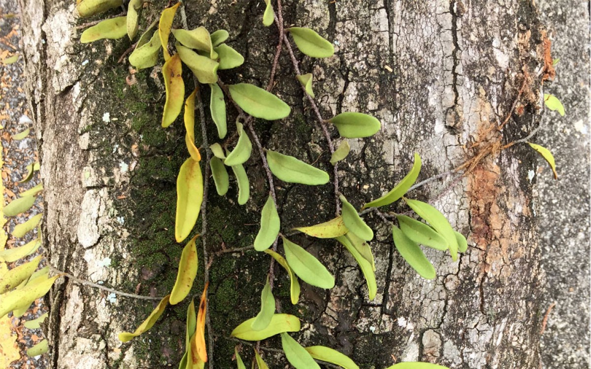 Plantas aéreas