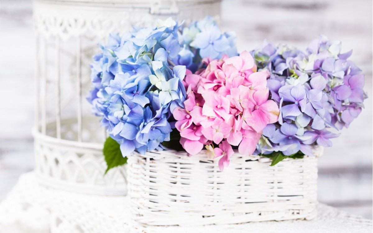 Regalar Cestas de Hortensias