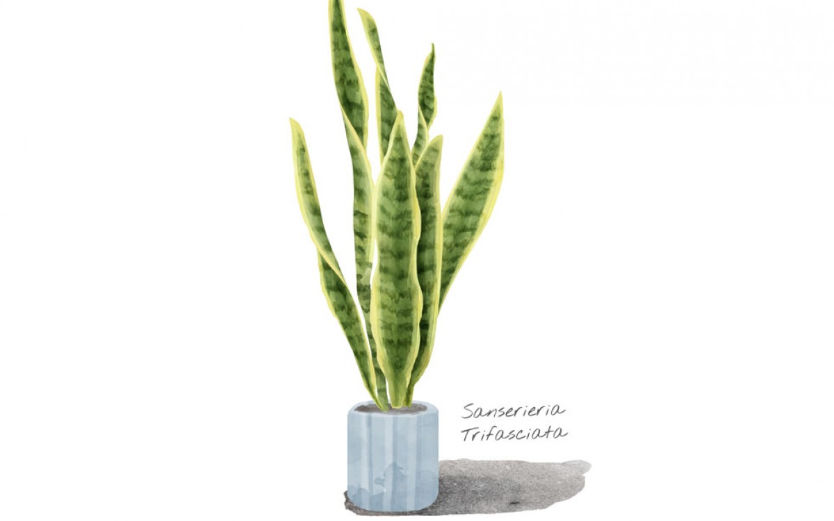 Sansevieria, la planta eterna