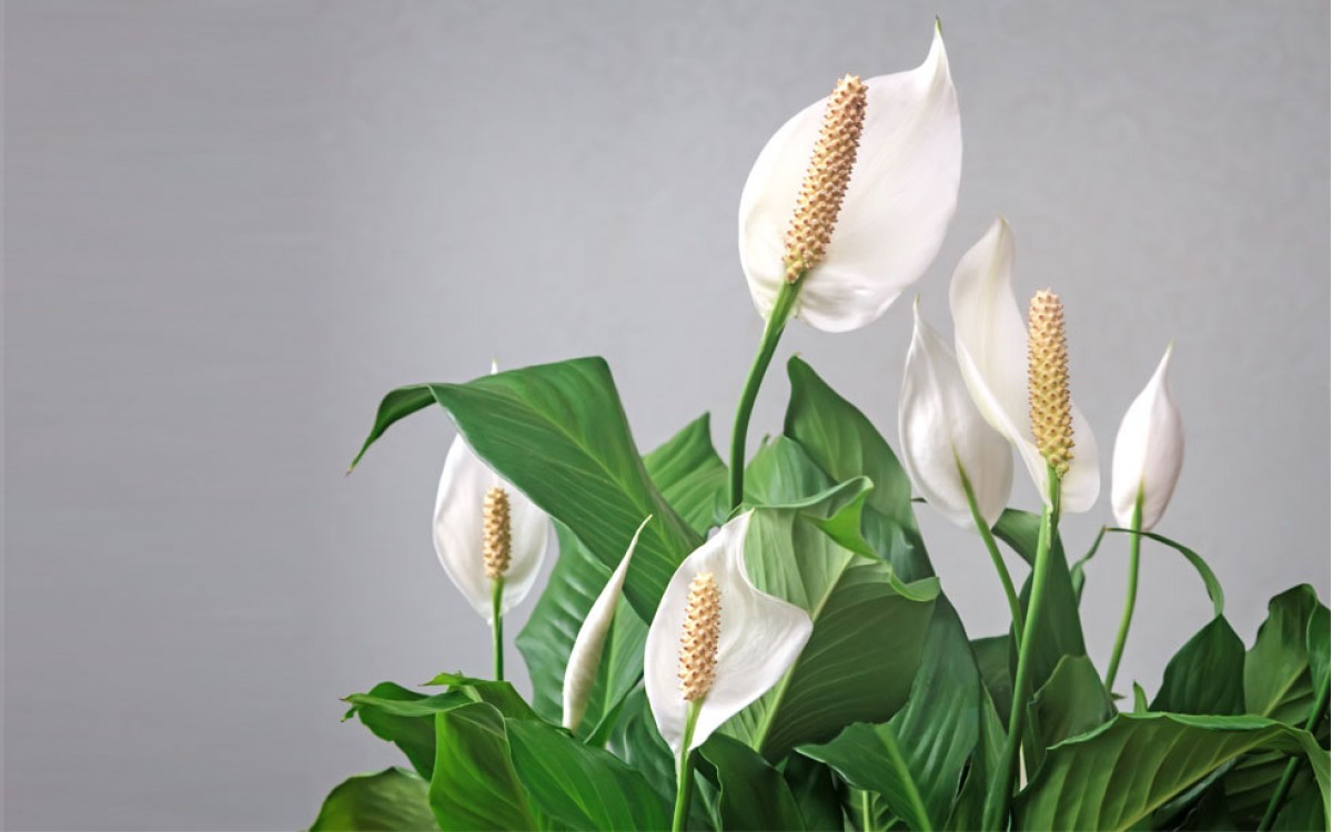 Spathiphyllum o Bandera Blanca: un ambiente más puro al alcance de tu mano