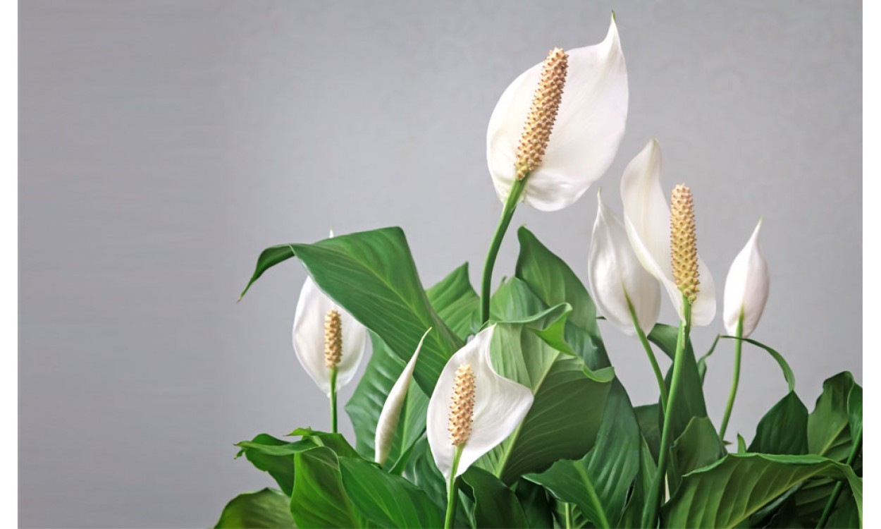 Spathiphyllum o Bandera Blanca: un ambiente más puro al alcance de tu mano