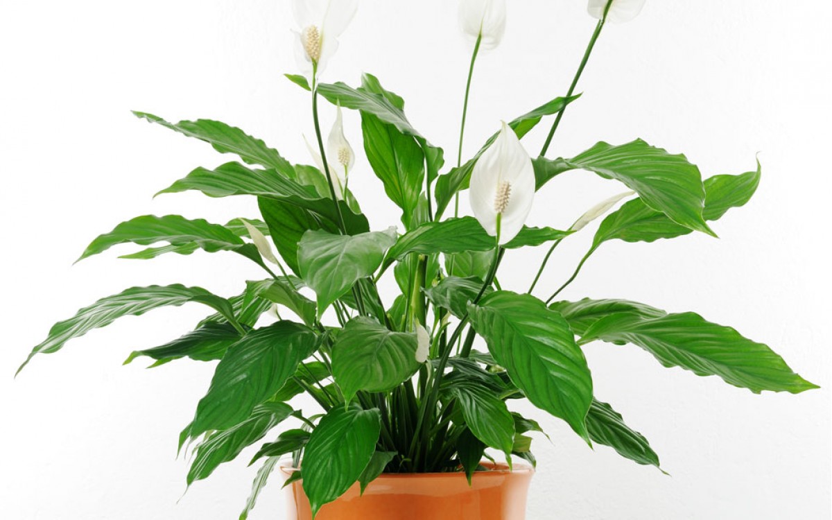Spathiphyllum: una planta que purifica el aire del hogar