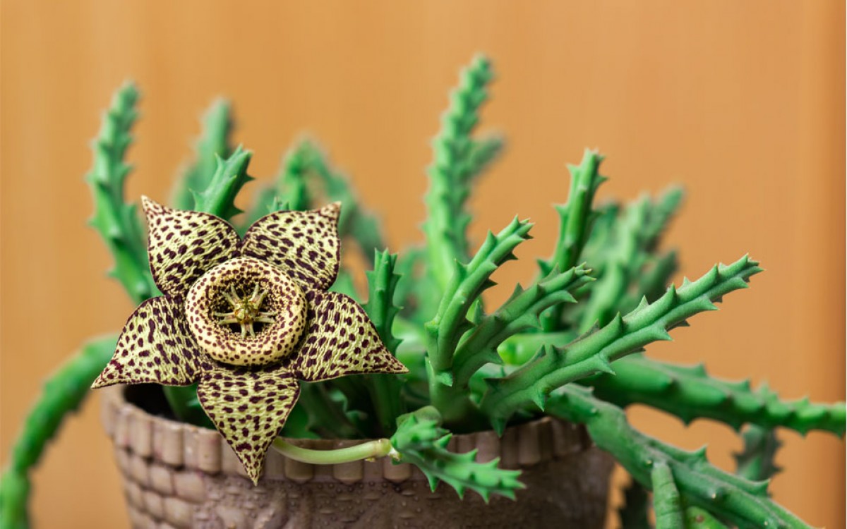 Stapelia Variegata (Orbea Variegata)