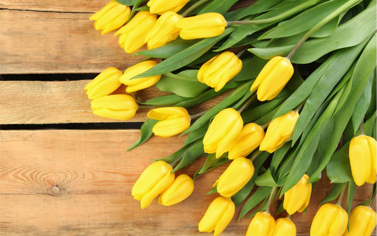 Tulipanes Amarillos | La luz del Sol