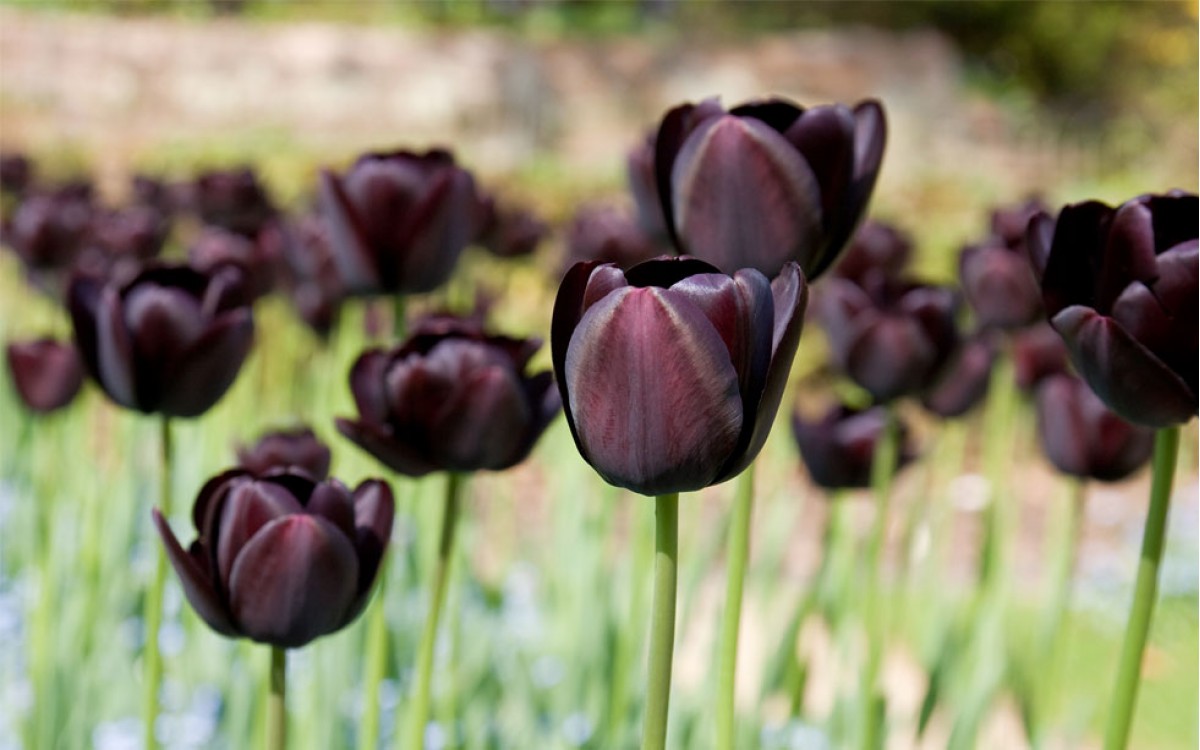 Tulipanes Negros | La Reina de la Noche