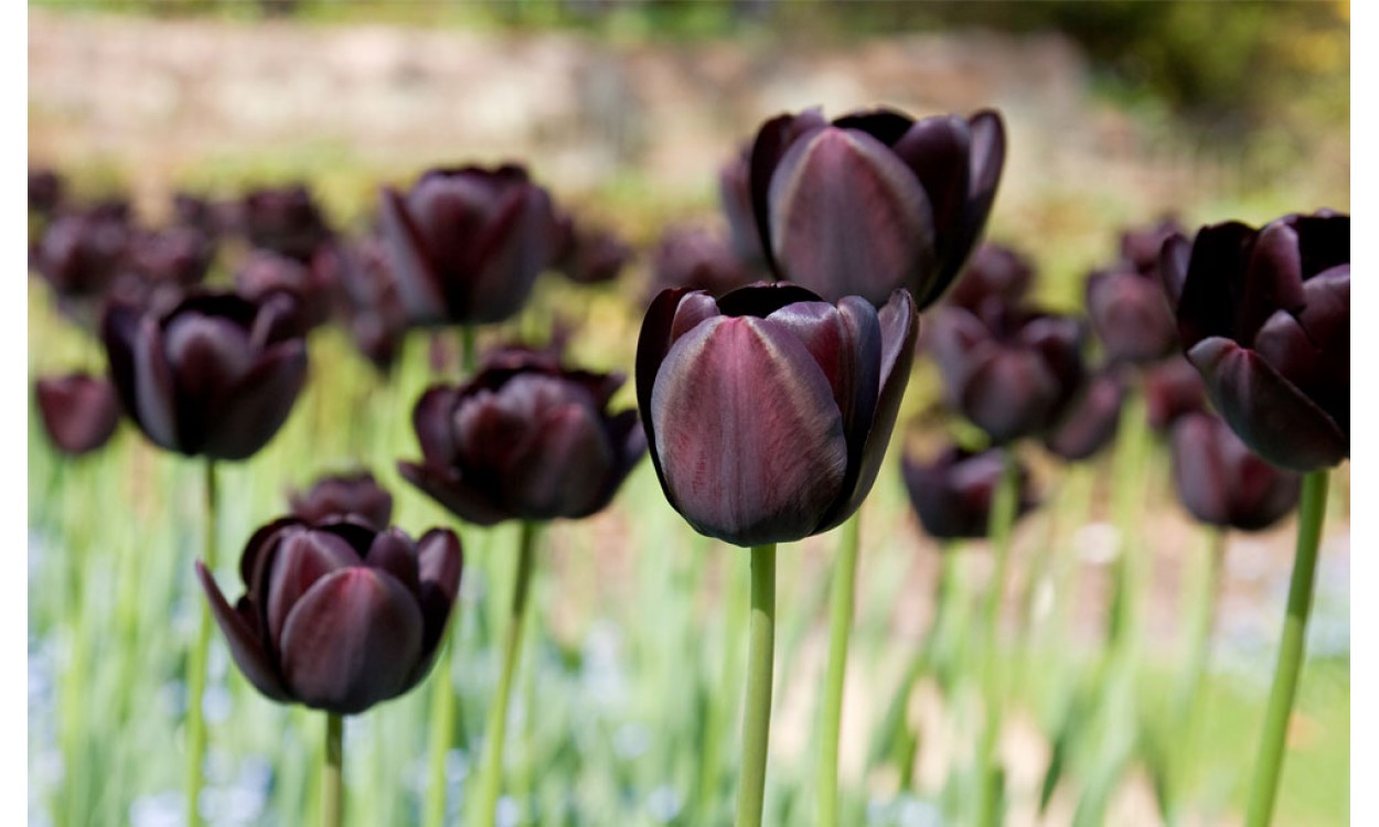 Tulipán negro: la flor más elegante y fácil de cuidar