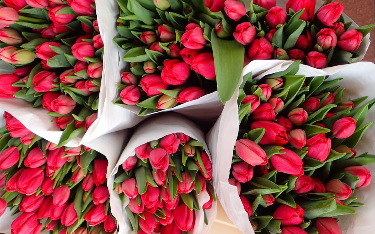 Tulipanes Rojos | Pasión y Amor