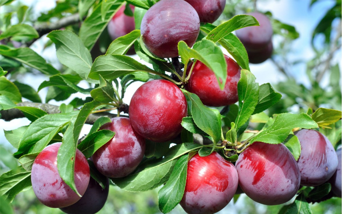 Árbol de Ciruelo: usos, cuidados y cultivo