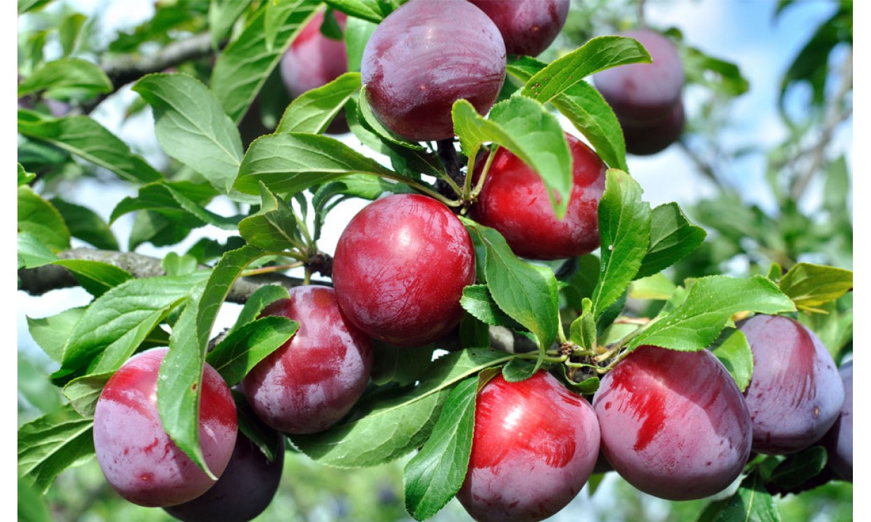 Árbol de Ciruelo: usos, cuidados y cultivo