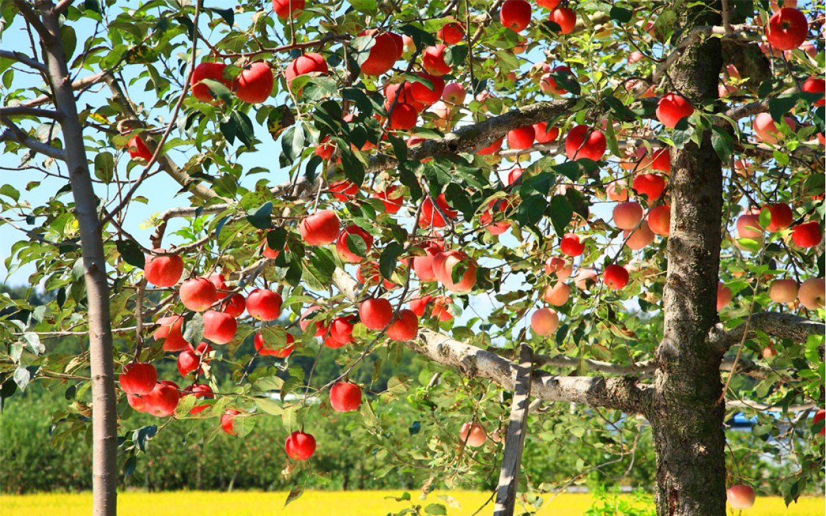 Árbol de Manzano