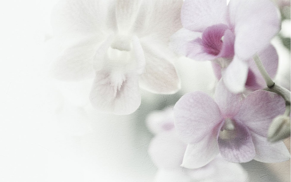Admiración, respeto y pureza al regalar unas Orquídeas Blancas