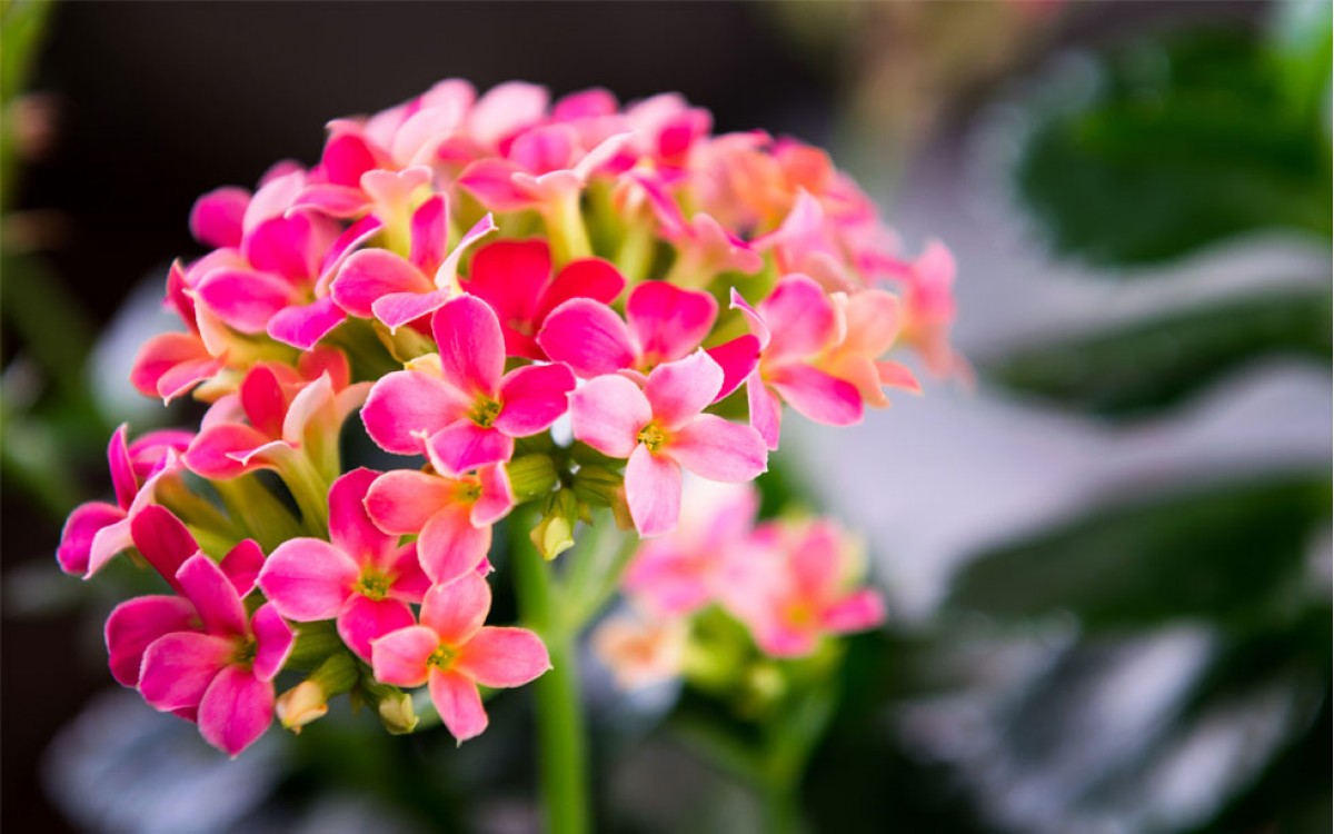 Compra un Kalanchoe para tu hogar