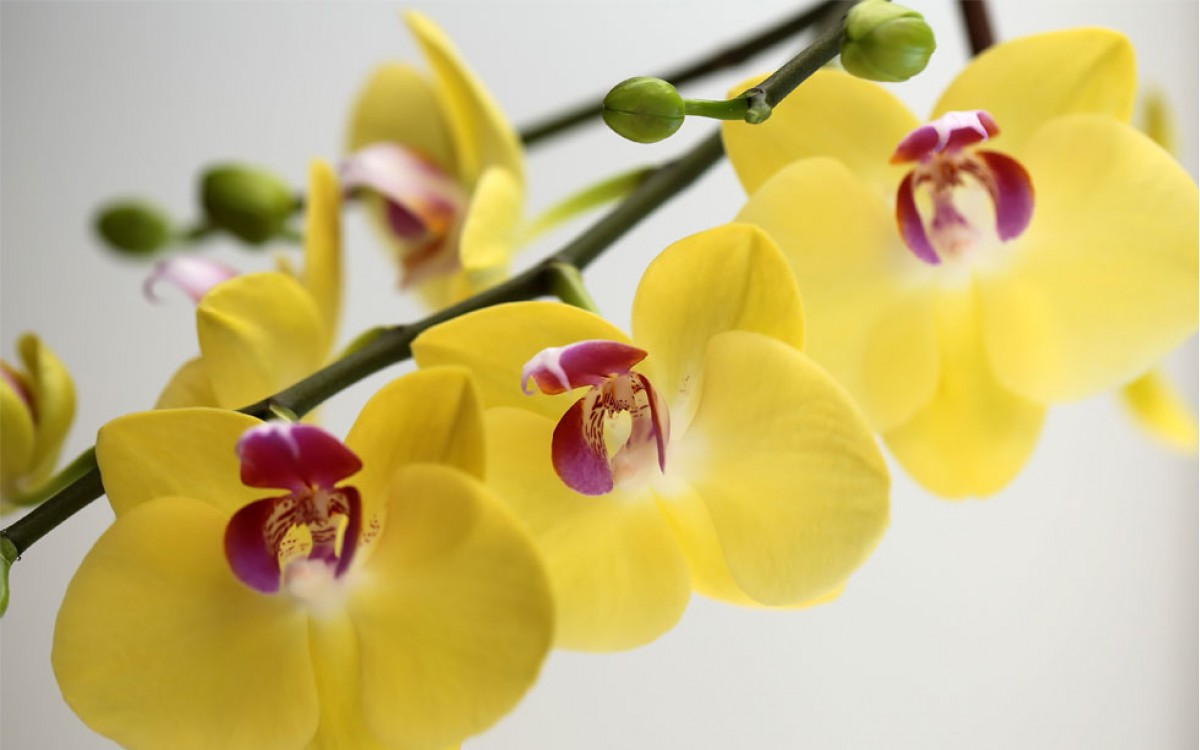 El erotismo y la pasión, el significado de Regalar Orquídeas Amarillas 