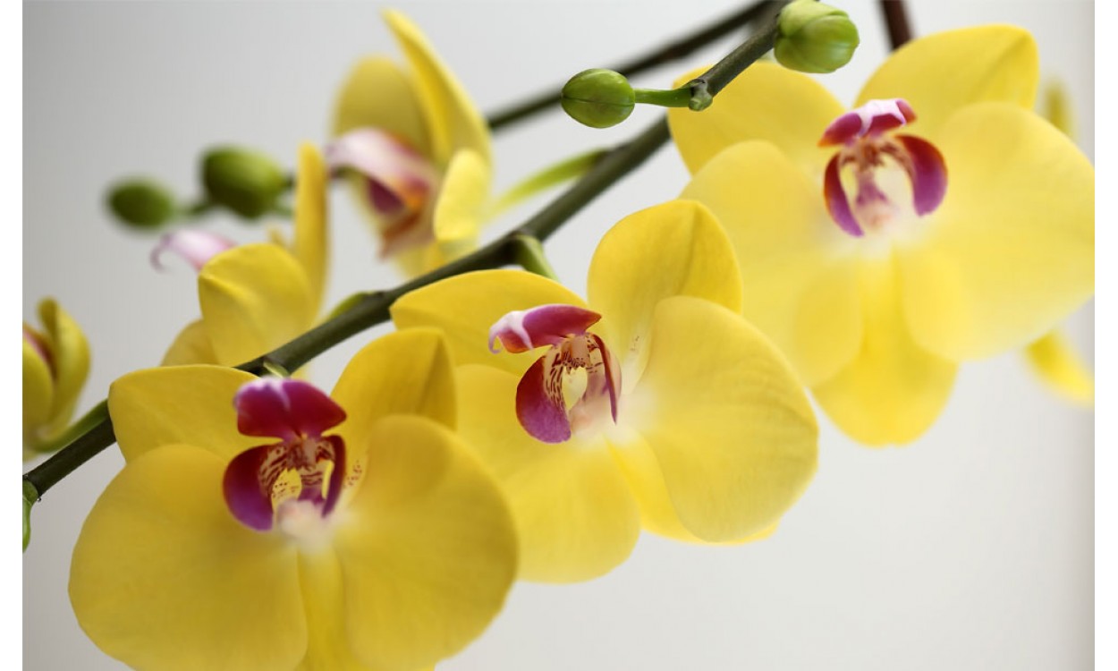 El erotismo y la pasión, el significado de Regalar Orquídeas Amarillas
