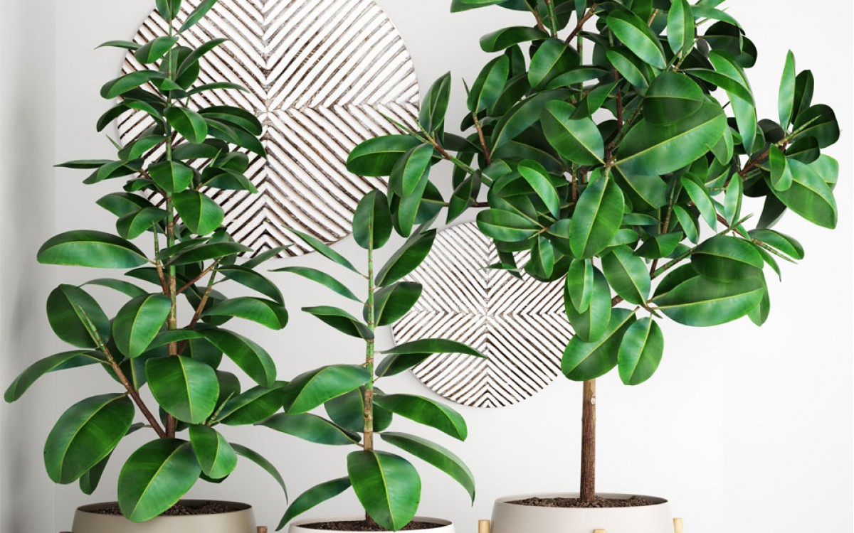 Ficus Benjamina ideal para el hogar o Oficina
