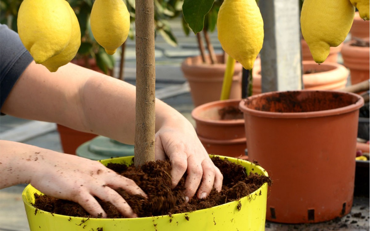 Plantar Árboles Frutales 