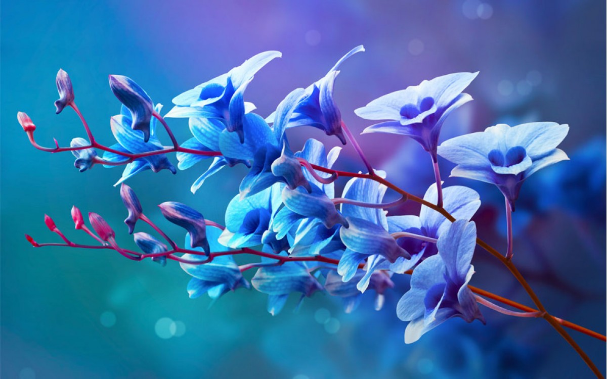 Un mensaje de paz y armonía al regalar Orquídeas Azules