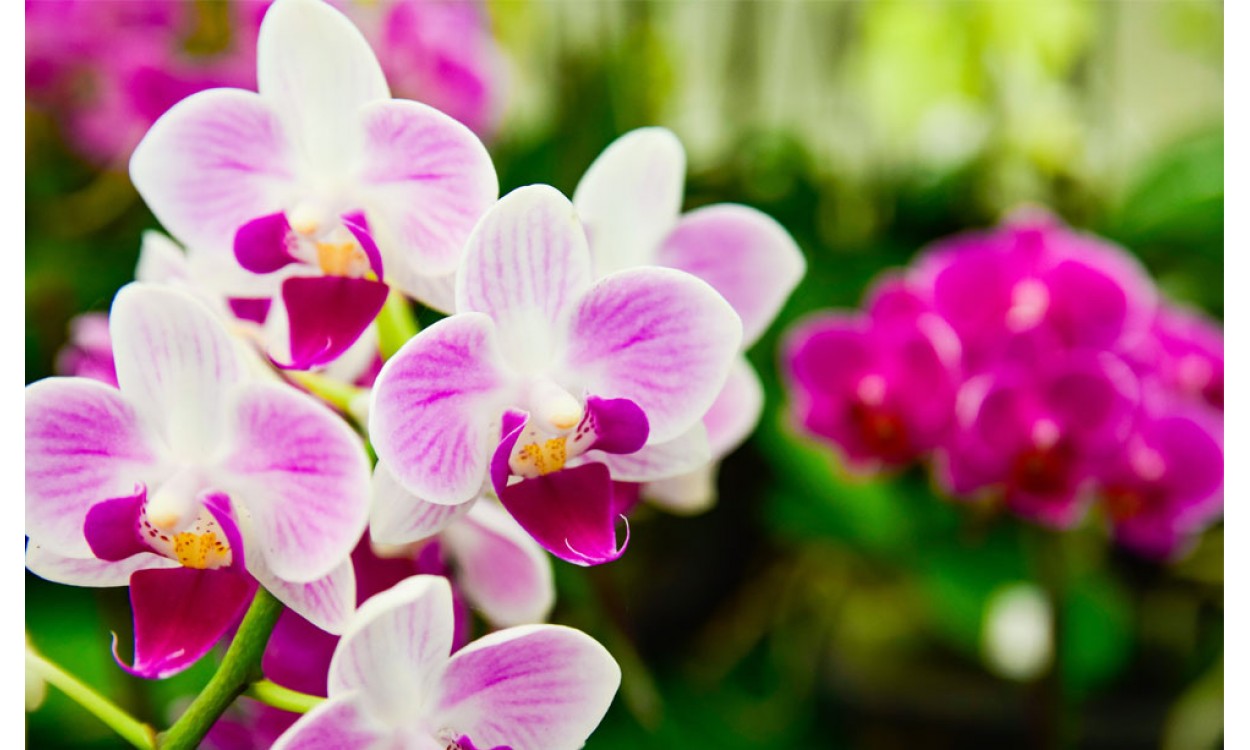 Las Orquídeas, símbolo de elegancia y distinción