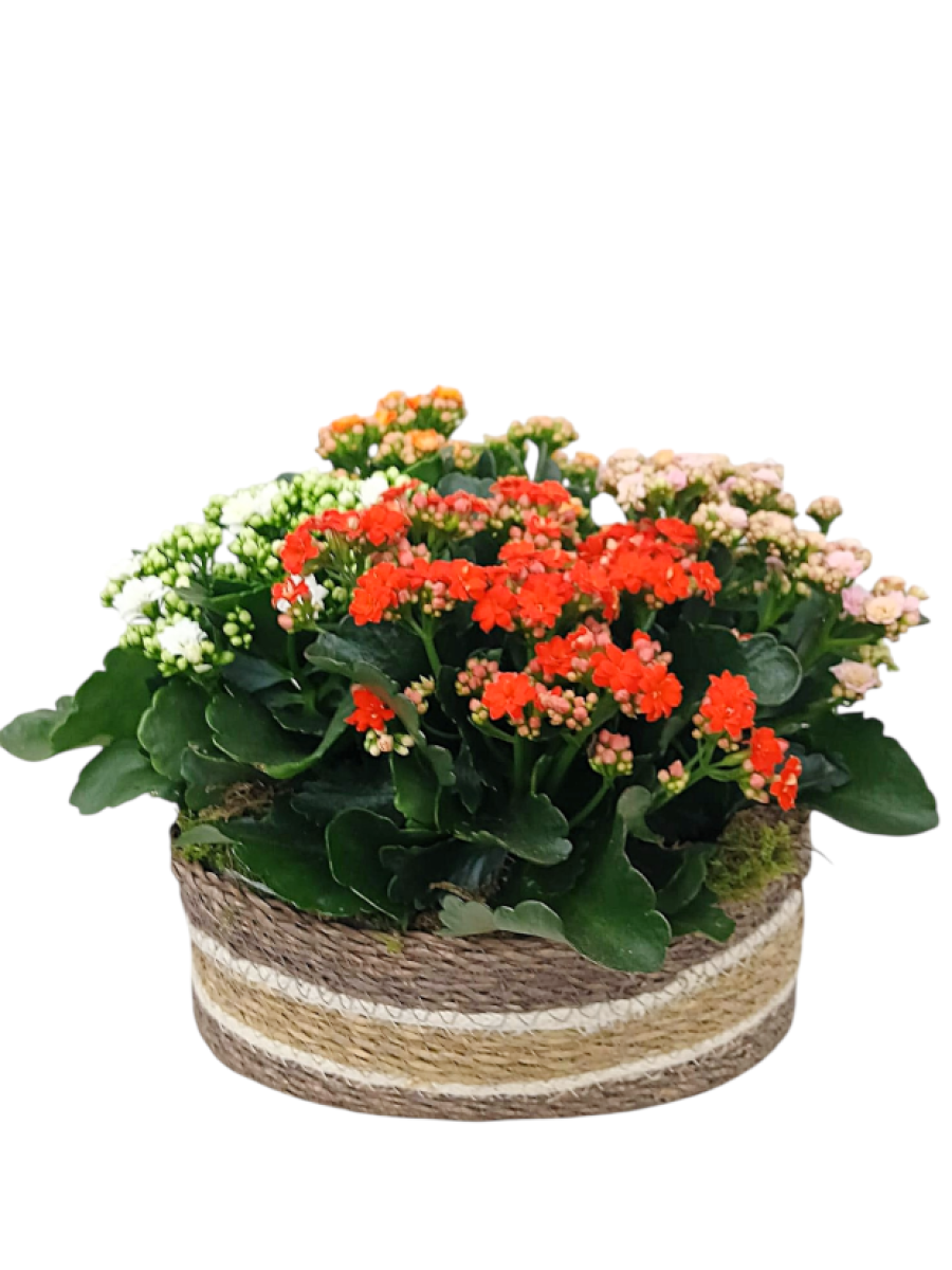 Cesta de Kalanchoes variados