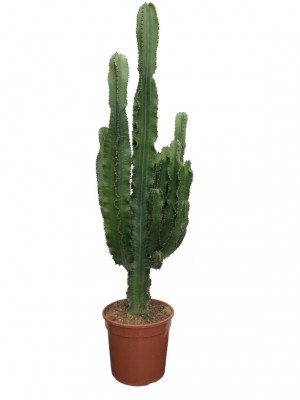 Cactus Euphorbia (DISPONIBLE SOLO PARA MADRID)