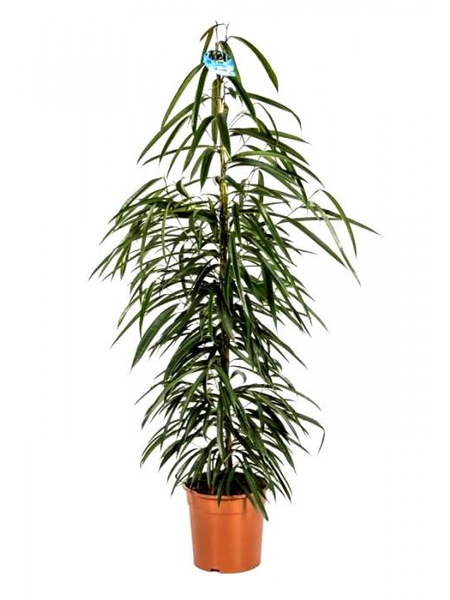 Ficus amstel king maceta m17