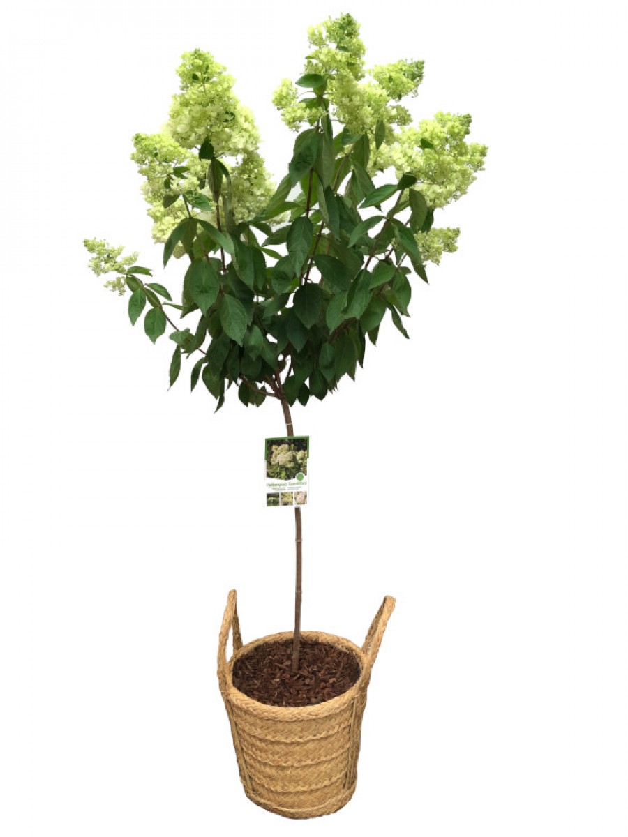 Hydrangea Paniculata Grandiflora