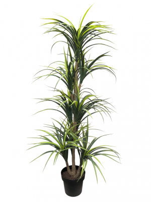 Dracaena bicolor artificial de 1,60 m