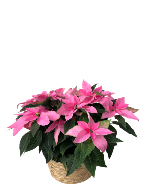 Cesto de poinsettias rosas