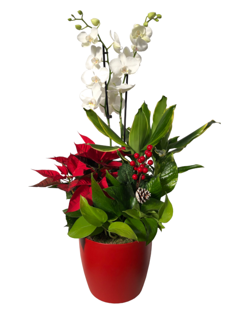 Centro navideño con orquídea blanca