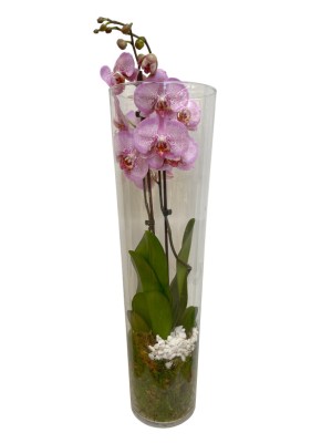 Orquídea en cilindro de cristal de 60 cm