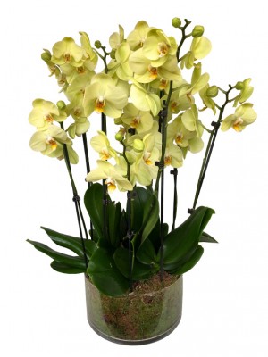 Centro de orquídeas amarillas en cristal