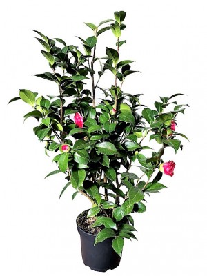 Camelia M25