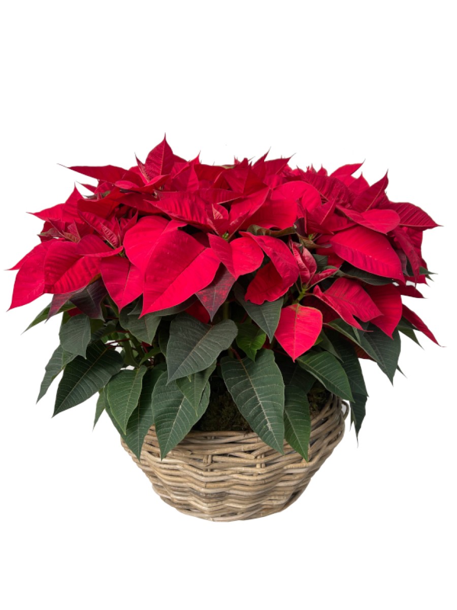 Cesta Grande de flores de pascua rojas