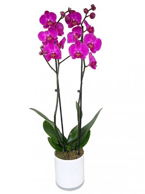 Orquídea de 2 varas en cristal