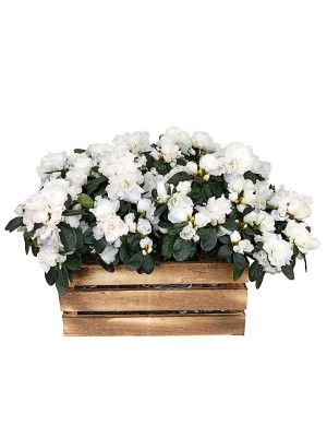 Caja de cuatro azaleas blancas