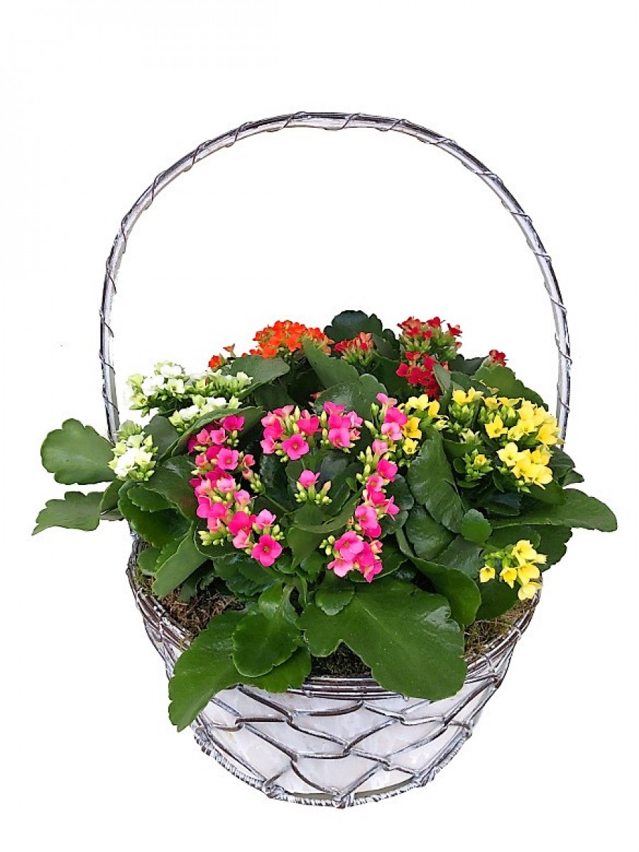 Cesta de Kalanchoes variados