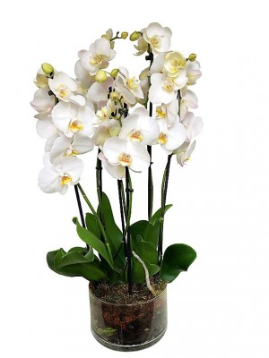 3 Orquídeas Blancas de 2 Varas en Cristal