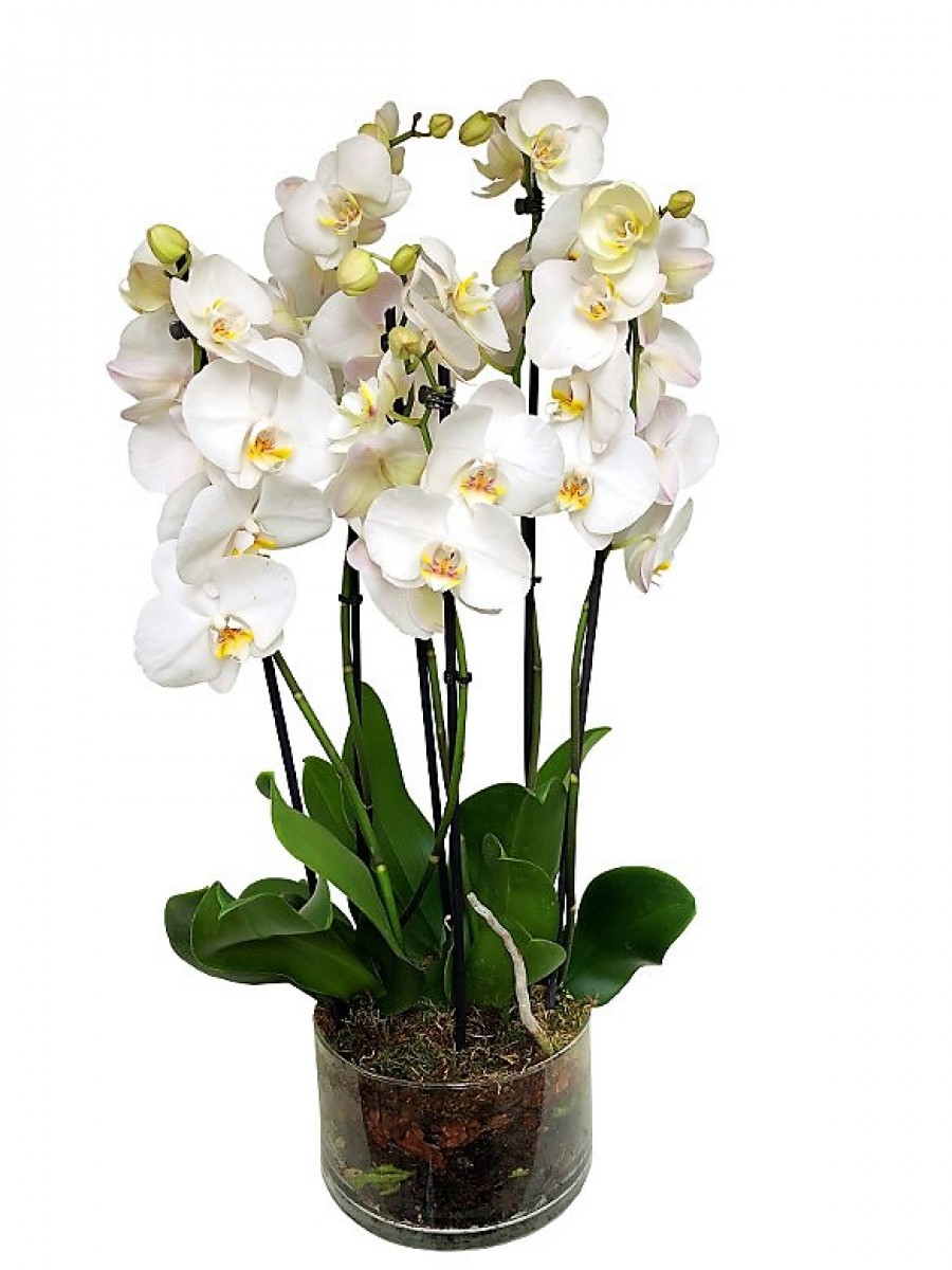 3 orquídeas blancas de 2 varas en cristal