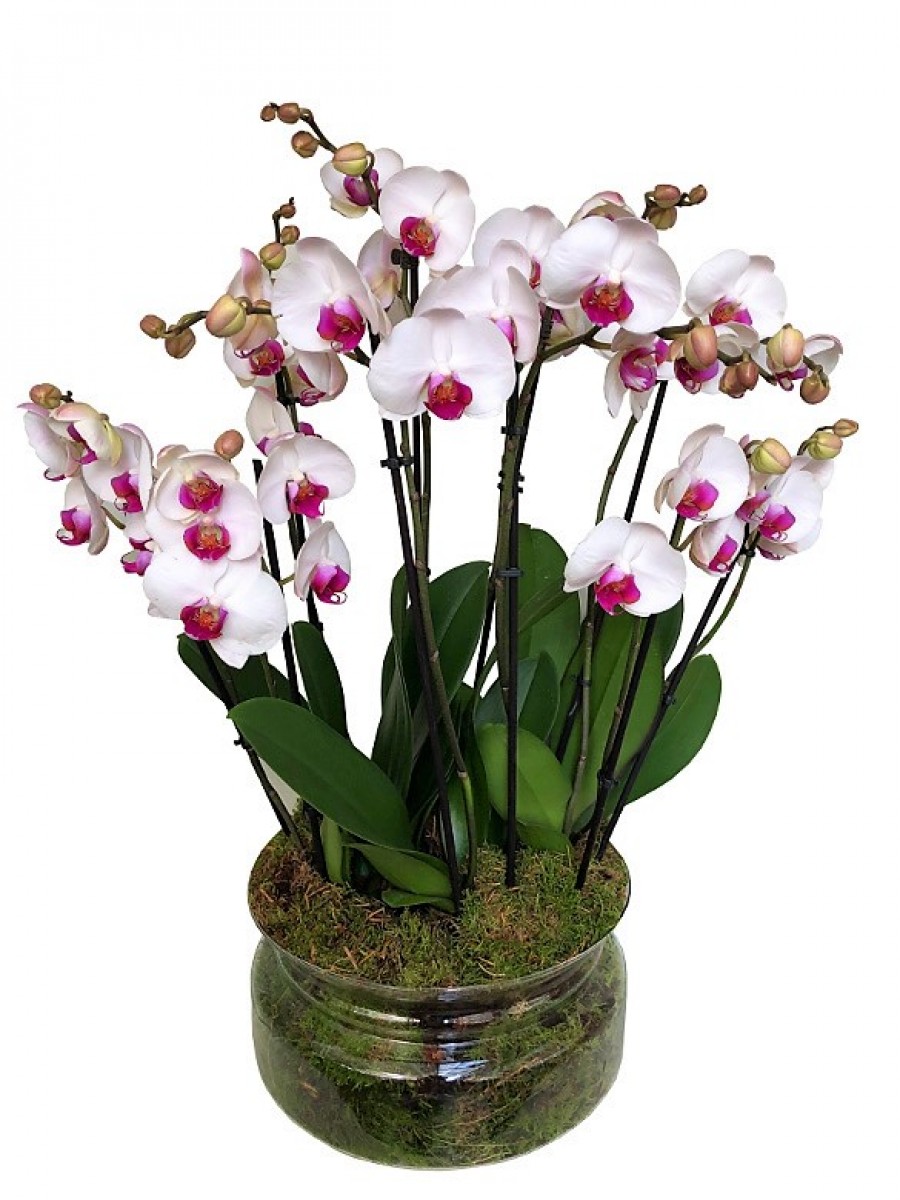 4 orquídeas blancas de 2 varas en cristal