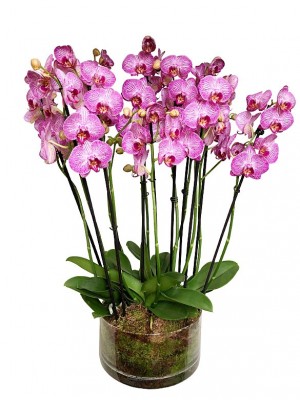 5 orquídeas rayadas de 2 varas en cristal