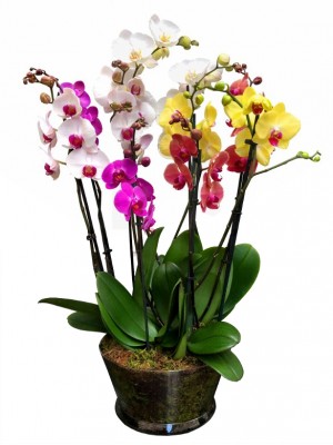 5 Orquídeas Variadas en Cristal