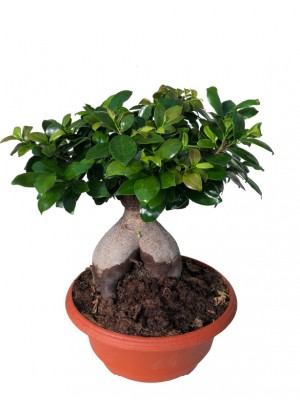 Bonsái de Ficus Ginseng mediano